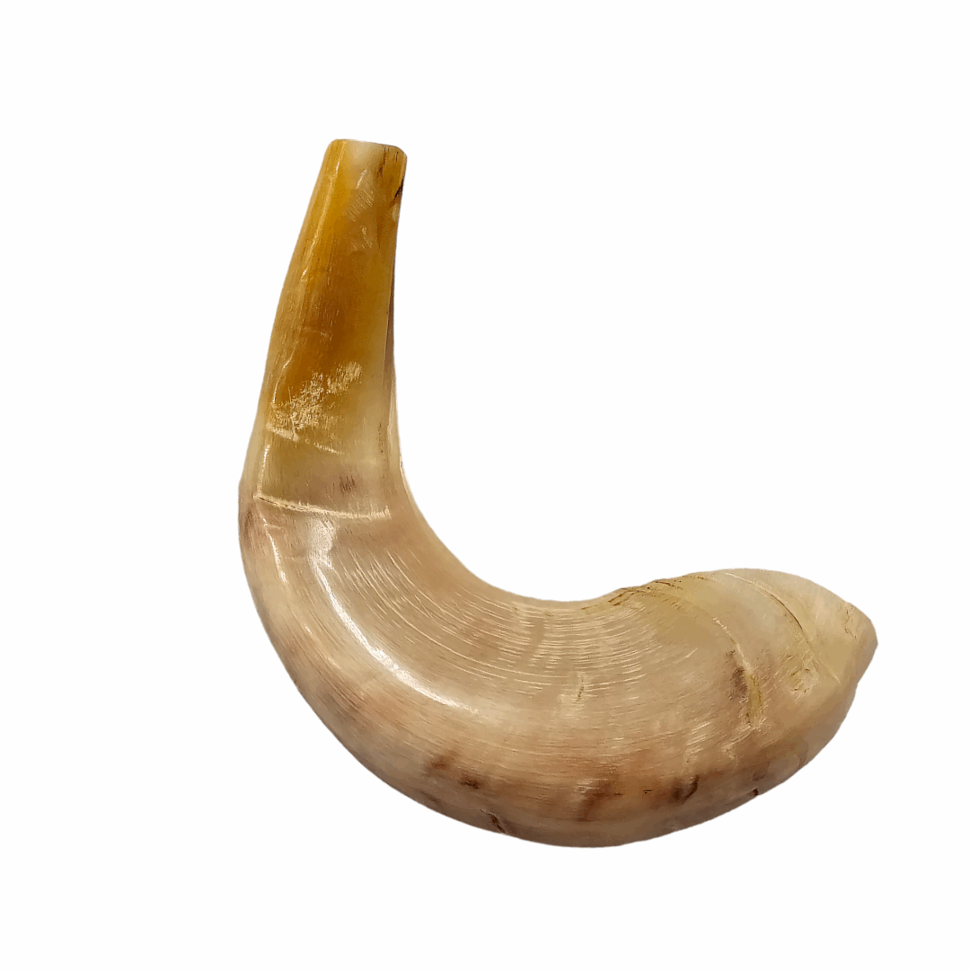 Shofar de Carnero Grande 2 (entre 43 y 47 cm / CA-G2)