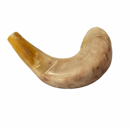 Shofar de Carnero Grande 1 (entre 38 y 42 cm / CA-G1)