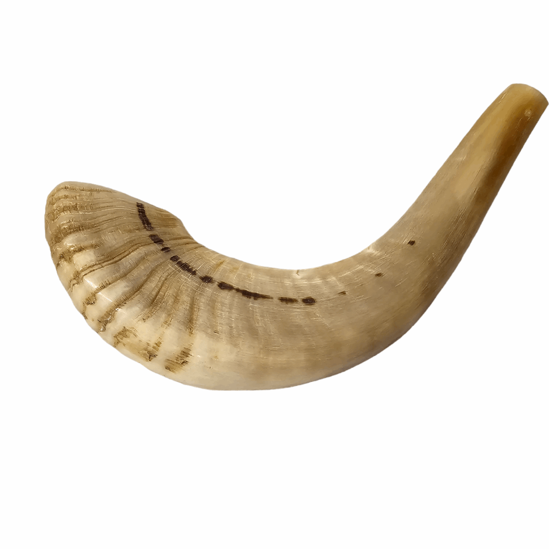 Shofar de Carnero Chico 2 (entre 23 y 28 cm / CA-CH2)