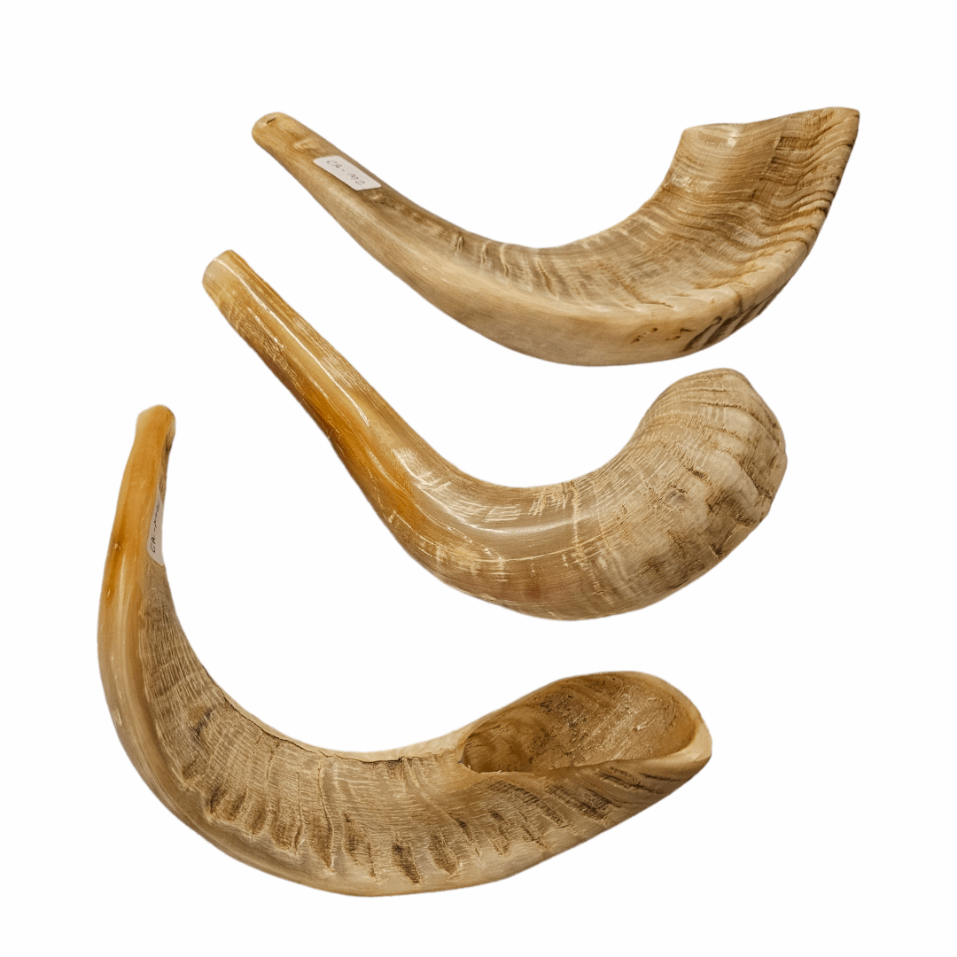 Shofar de Carnero Mediano 1 (entre 29 y 33 cm / CA-M1)