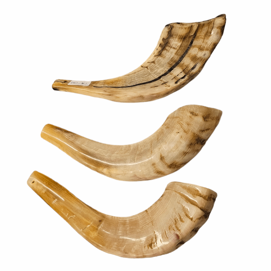 Shofar de Carnero Mediano 1 (entre 29 y 33 cm / CA-M1)