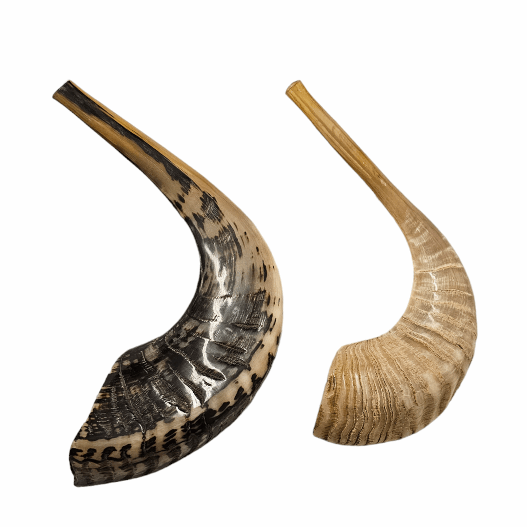 Shofar de Carnero Mediano 1 (entre 29 y 33 cm / CA-M1)