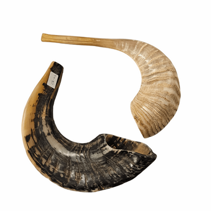 Shofar de Carnero XXL (entre 56 y 62 cm / CA-XXL)