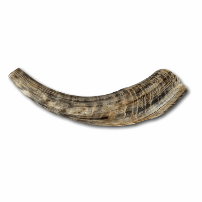 Shofar Caprino Grande 1 (entre 36 y 40 cm / CH-G1)