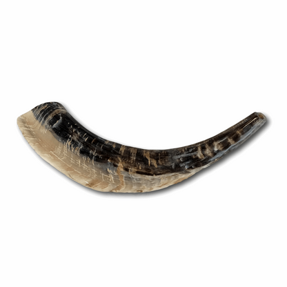 Shofar Caprino Grande 1 (entre 36 y 40 cm / CH-G1)