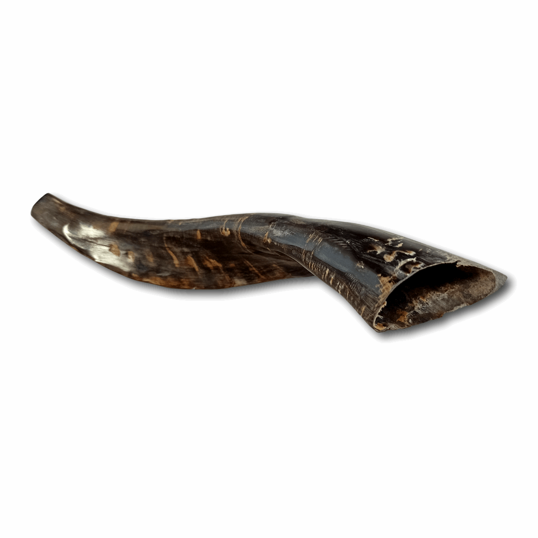 Shofar Caprino Grande 1 (entre 36 y 40 cm / CH-G1)