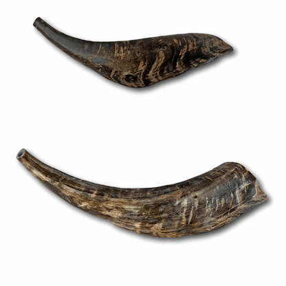 Shofar Caprino XL (Más de 45 cm / CH-XL)